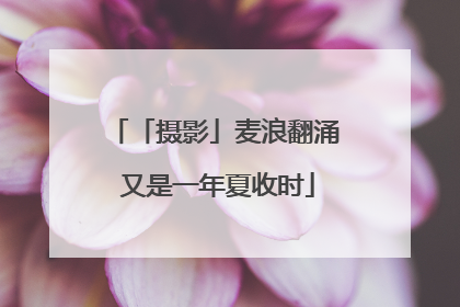 「摄影」麦浪翻涌 又是一年夏收时