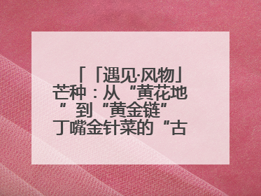 「遇见·风物」芒种：从“黄花地”到“黄金链” 丁嘴金针菜的“古法”经