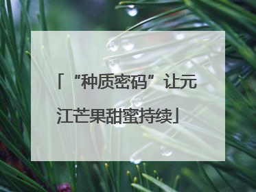 “种质密码”让元江芒果甜蜜持续