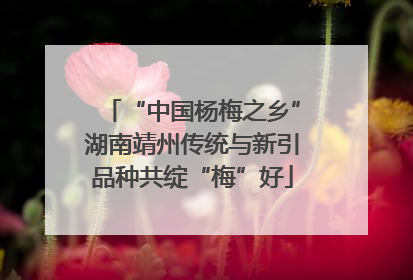 “中国杨梅之乡”湖南靖州传统与新引品种共绽“梅”好