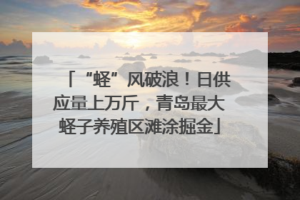 “蛏”风破浪！日供应量上万斤，青岛最大蛏子养殖区滩涂掘金