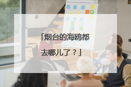 烟台的海鸥都去哪儿了？