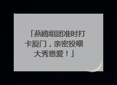 燕鸥组团准时打卡厦门，亲密投喂大秀恩爱！