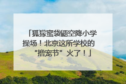 狐獴蜜袋鼯空降小学操场！北京这所学校的“撸宠节”火了！