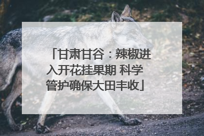 甘肃甘谷：辣椒进入开花挂果期 科学管护确保大田丰收