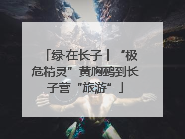 绿·在长子丨“极危精灵”黄胸鹀到长子营“旅游”
