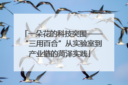 一朵花的科技突围——“三用百合”从实验室到产业链的菏泽实践