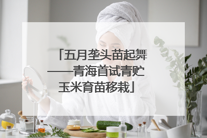 五月垄头苗起舞——青海首试青贮玉米育苗移栽