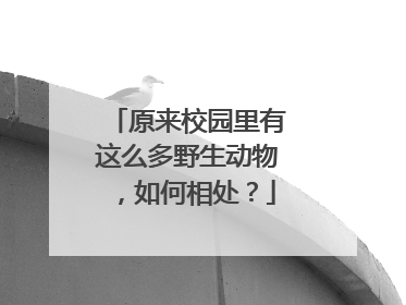原来校园里有这么多野生动物，如何相处？