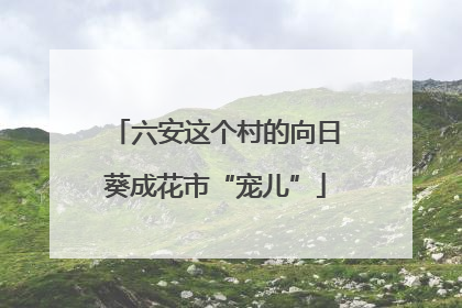 六安这个村的向日葵成花市“宠儿”