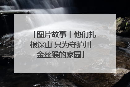 图片故事丨他们扎根深山 只为守护川金丝猴的家园