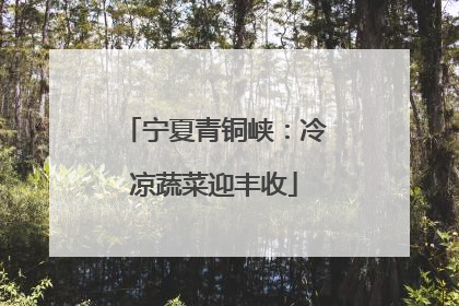 宁夏青铜峡：冷凉蔬菜迎丰收