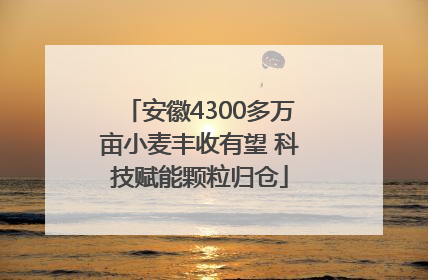 安徽4300多万亩小麦丰收有望 科技赋能颗粒归仓