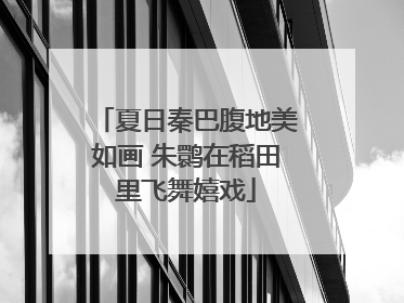夏日秦巴腹地美如画 朱鹮在稻田里飞舞嬉戏