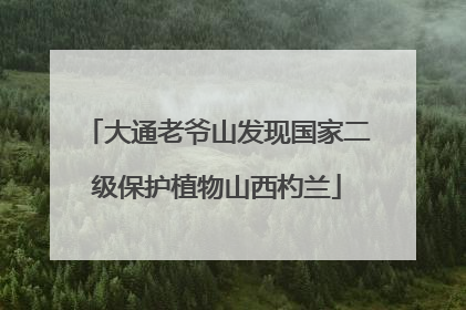 大通老爷山发现国家二级保护植物山西杓兰