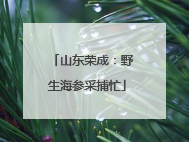 山东荣成：野生海参采捕忙