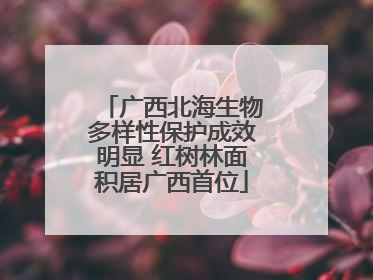 广西北海生物多样性保护成效明显 红树林面积居广西首位