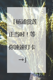 杨浦赏莲正当时！等你速速打卡→