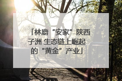 林麝“安家”陕西子洲 生态链上崛起的“黄金”产业