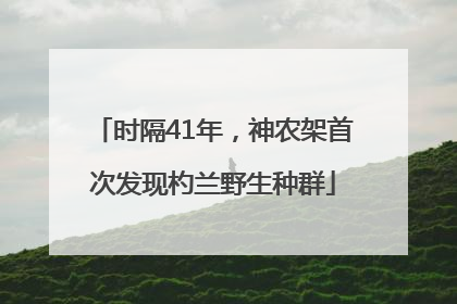 时隔41年，神农架首次发现杓兰野生种群