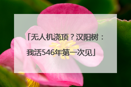 无人机浇顶？汉阳树：我活546年第一次见
