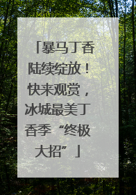 暴马丁香陆续绽放！快来观赏，冰城最美丁香季“终极大招”