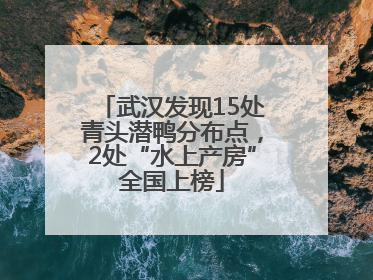 武汉发现15处青头潜鸭分布点，2处“水上产房”全国上榜