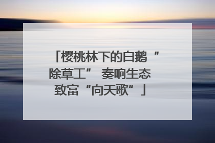 樱桃林下的白鹅“除草工” 奏响生态致富“向天歌”