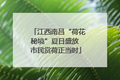 江西南昌“荷花秘境”夏日盛放 市民赏荷正当时