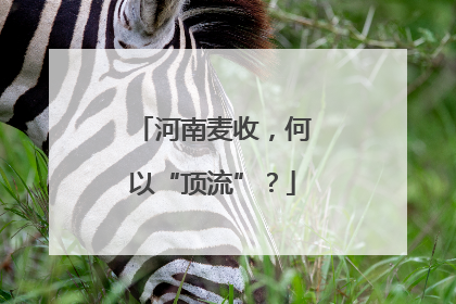 河南麦收，何以“顶流”？