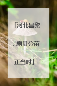 河北昌黎：扇贝分苗正当时