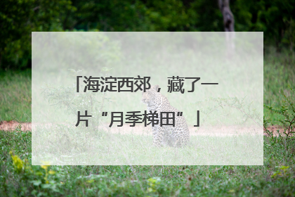 海淀西郊，藏了一片“月季梯田”