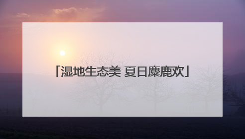湿地生态美 夏日麋鹿欢