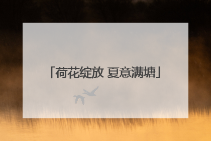 荷花绽放 夏意满塘