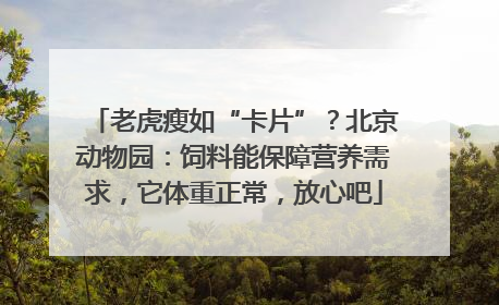 老虎瘦如“卡片”？北京动物园：饲料能保障营养需求，它体重正常，放心吧