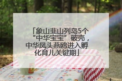 象山韭山列岛5个“中华宝宝”破壳，中华凤头燕鸥进入孵化育儿关键期