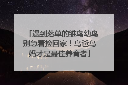 遇到落单的雏鸟幼鸟别急着捡回家！鸟爸鸟妈才是最佳养育者