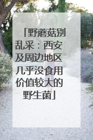 野蘑菇别乱采：西安及周边地区几乎没食用价值较大的野生菌