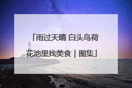 雨过天晴 白头鸟荷花池里找美食｜图集