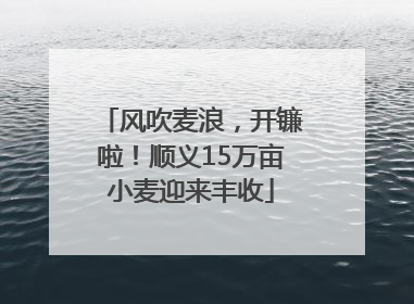 风吹麦浪，开镰啦！顺义15万亩小麦迎来丰收