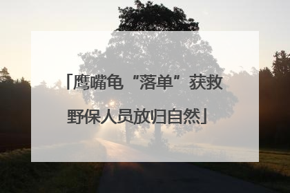 鹰嘴龟“落单”获救 野保人员放归自然