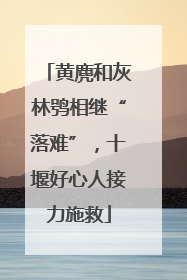 黄麂和灰林鸮相继“落难”，十堰好心人接力施救
