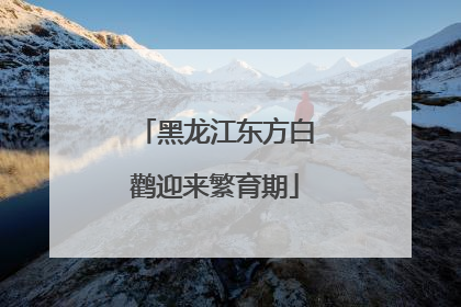 黑龙江东方白鹳迎来繁育期