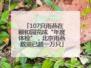 107只雨燕在颐和园完成“年度体检”，北京雨燕数量已超一万只