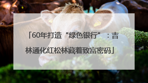 60年打造“绿色银行”：吉林通化红松林藏着致富密码