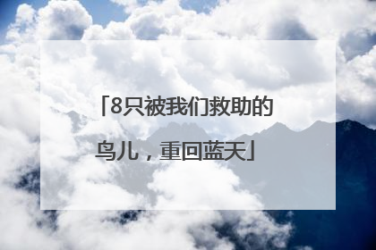 8只被我们救助的鸟儿，重回蓝天